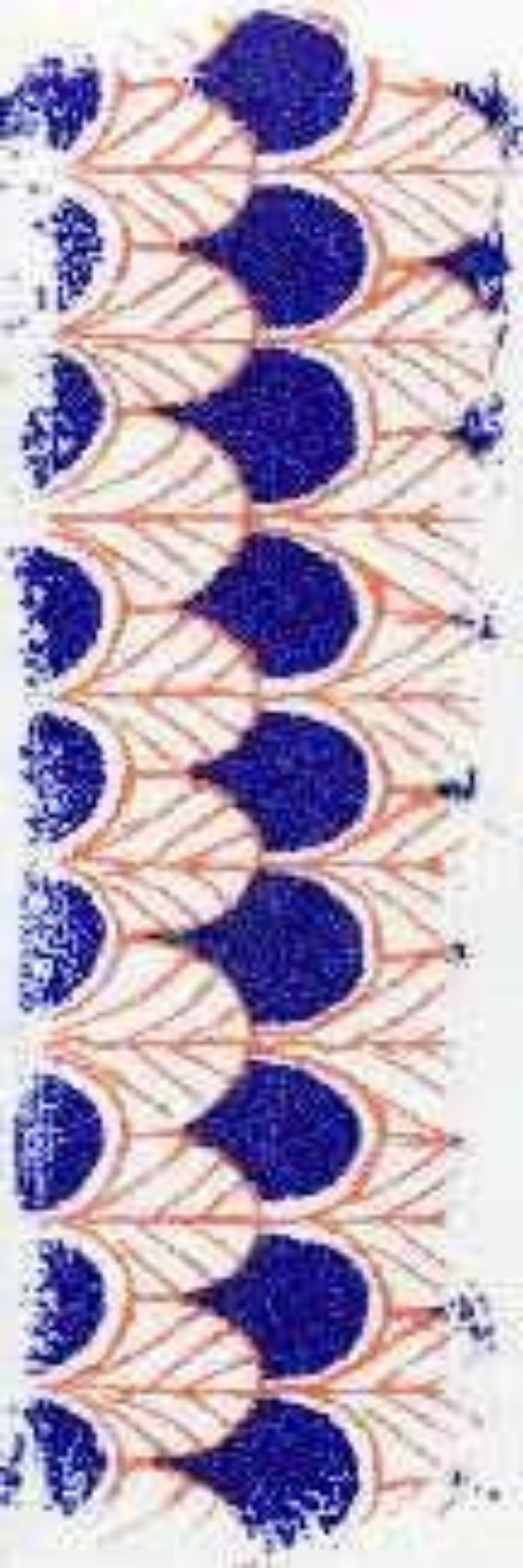 Jaipur Waves