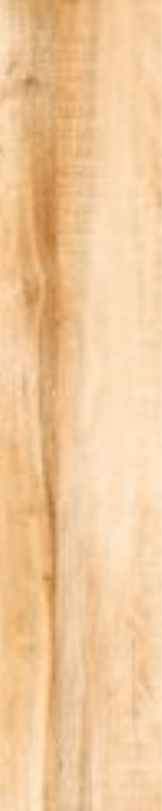 Golden Fir