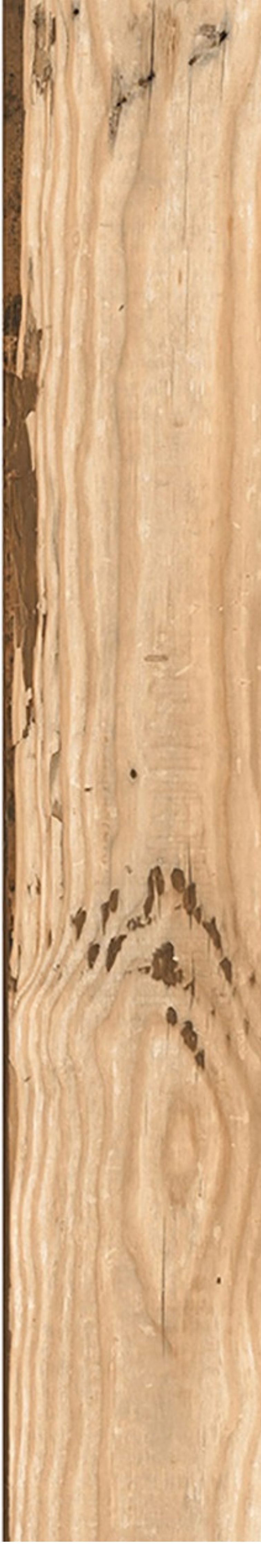 Rocky Wood